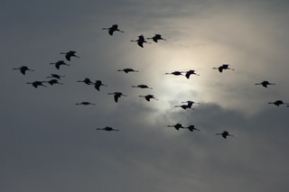 Ferienh�user und Kraniche