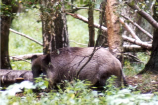 Mecklenburger Wildschwein 