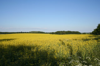 Von der Ferienhaus - Terrasse